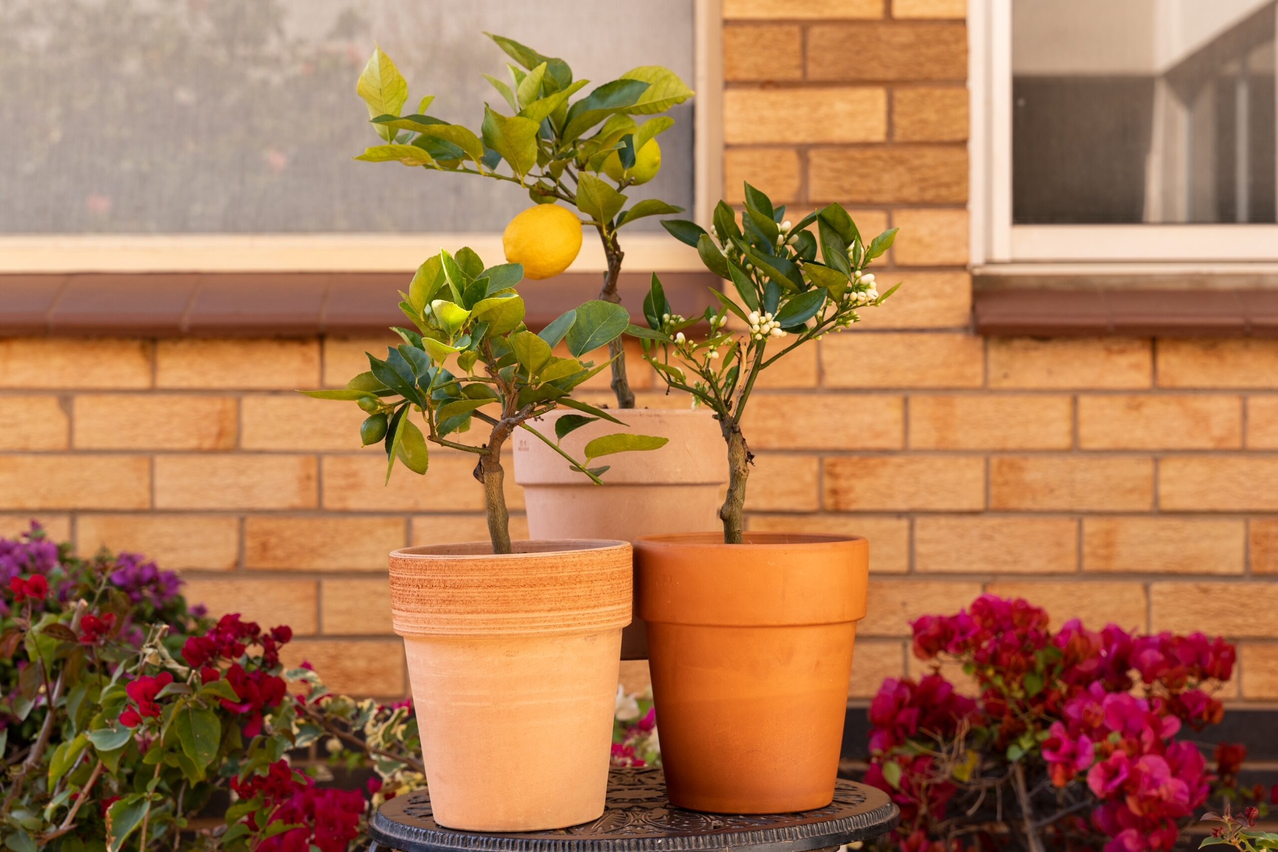 Alice Coetzee - 18-11-2022- gardening - patio plants - photo 1