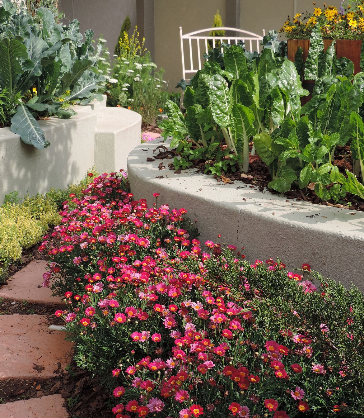 Alice Coetzee - 21-10-2022 -gardening - growing veggies photo 1