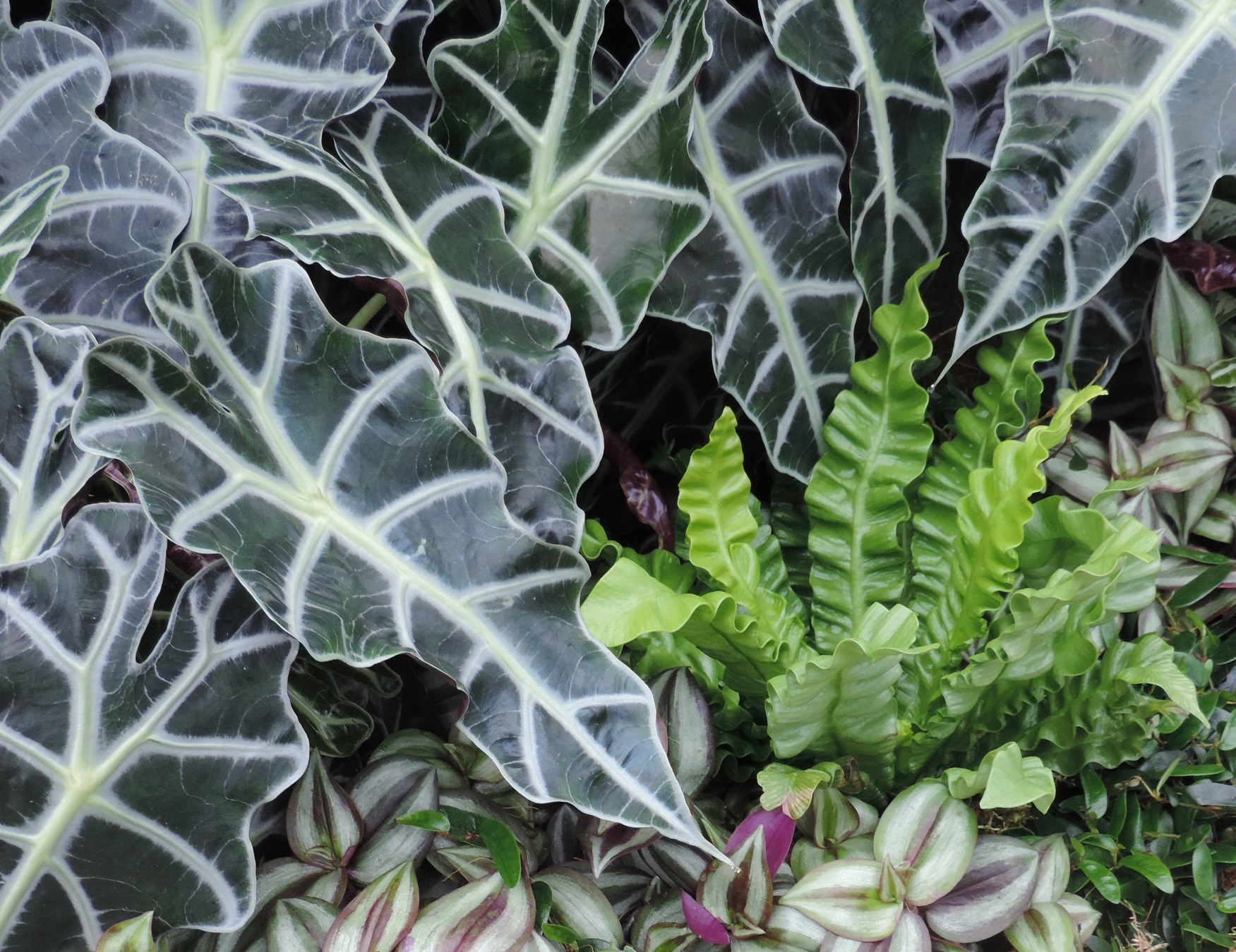Alice Coetzee - 28-10-2022 -gardening - indoor plants photo 1