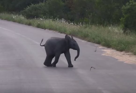 baby elephant