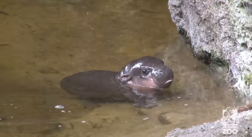 baby hippo