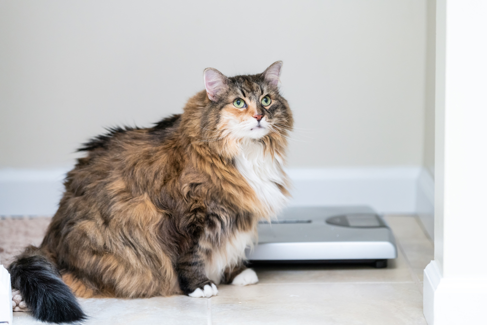 Calico,Maine,Coon,Cat,Sitting,Looking,Up,In,Bathroom,Room