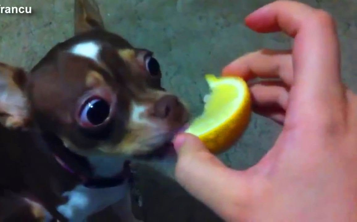 COMEDY MONDAY: Dogs reacting to lemons
