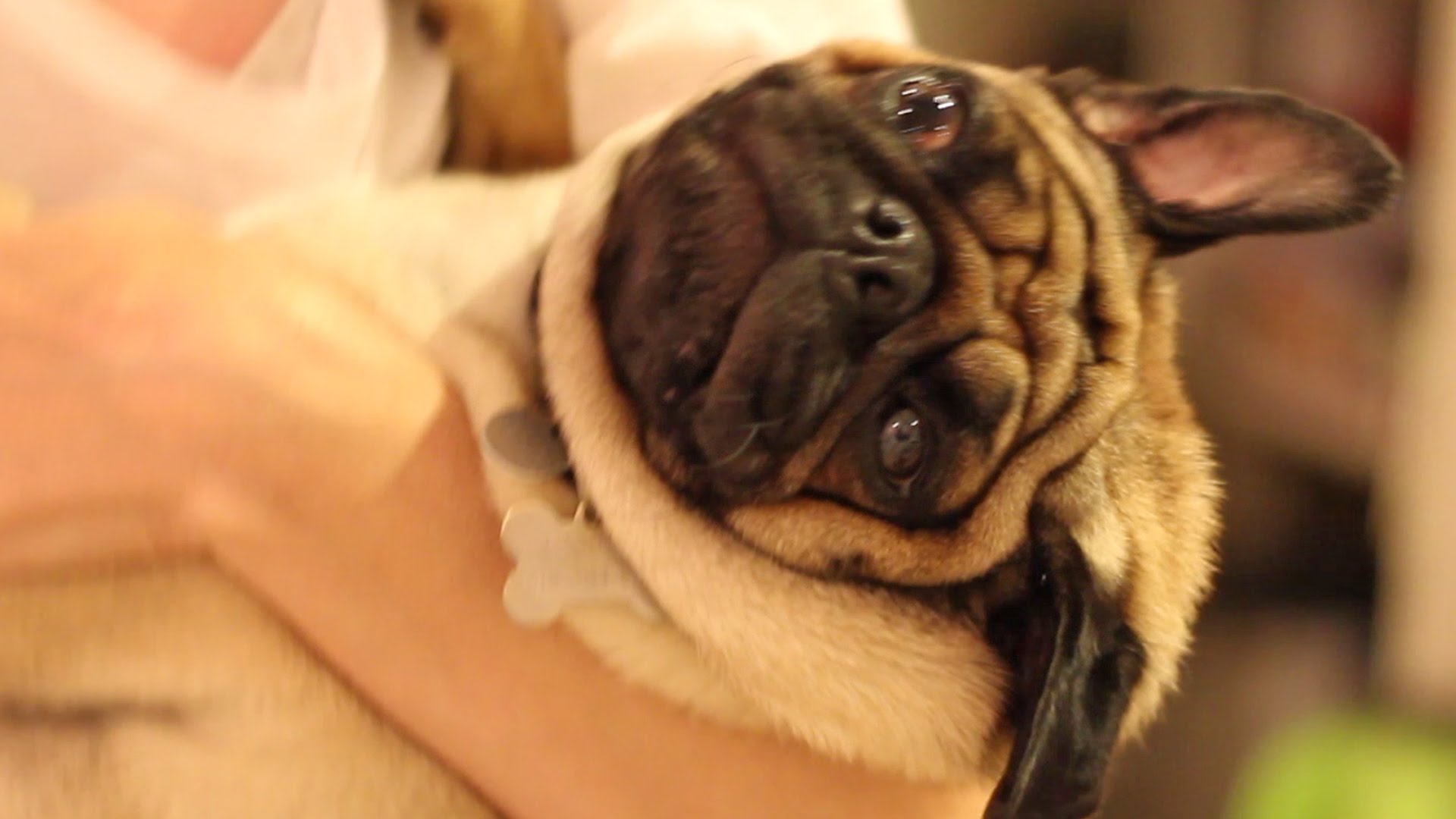 CREATURE TUESDAY: Are pugs the best dogs in the world?