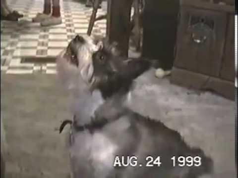 CREATURE TUESDAY: Talking dogs