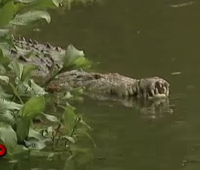 Croc