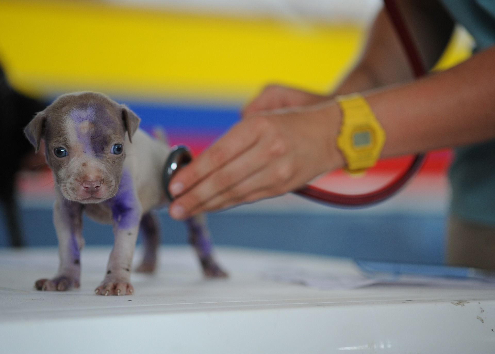 ElanaWagner-19-10-2022-Pets-Parvo.1