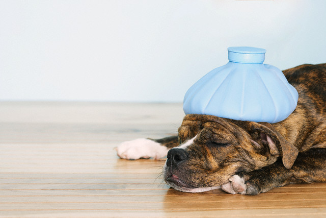 English bulldog feeling sick