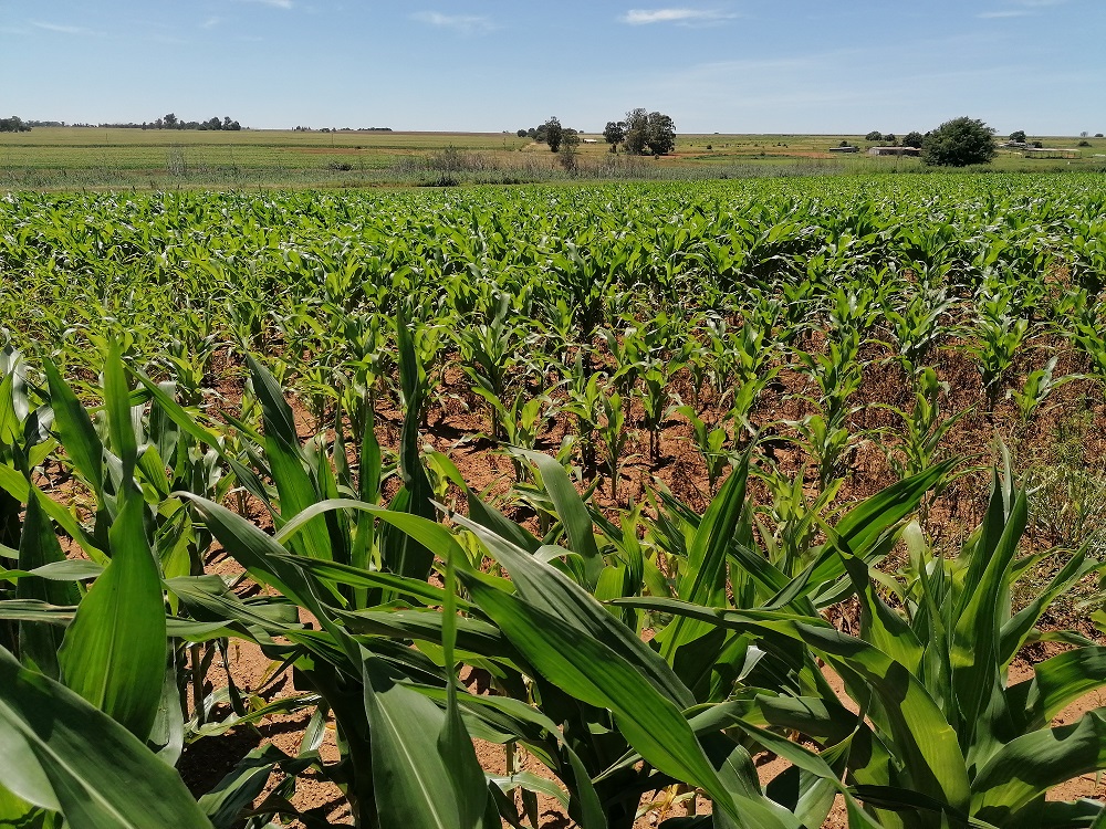 Gauteng smallhold farm