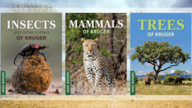 LNN Featured Image_1 (4)