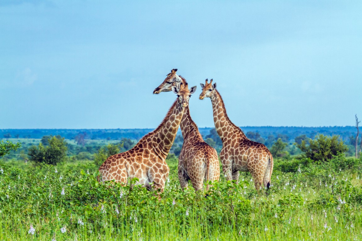 Rekordnorth.co.za - A Kruger Safari on a Budget (Medium)