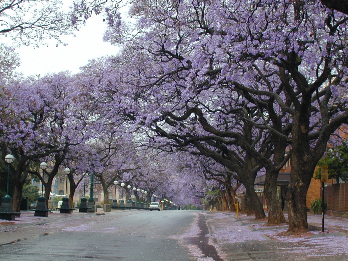 SouthAfrica,Pretoria, Jacaranda trees