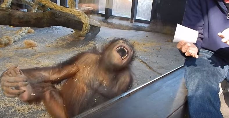 trick with orangutan
