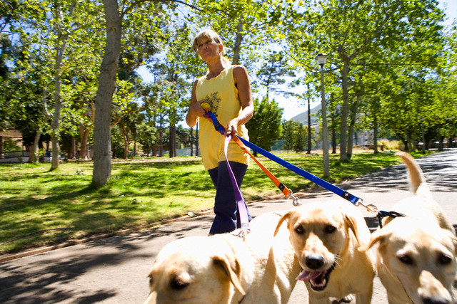 Woman walking dogs in park, low angle view