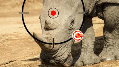 poaching