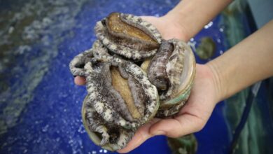 Hands holding three abalone