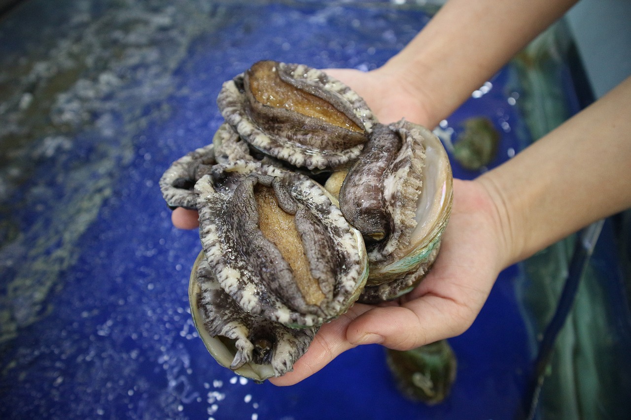 Hands holding three abalone