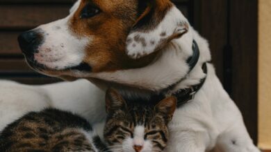 Tips for pet owners who are selling their homes