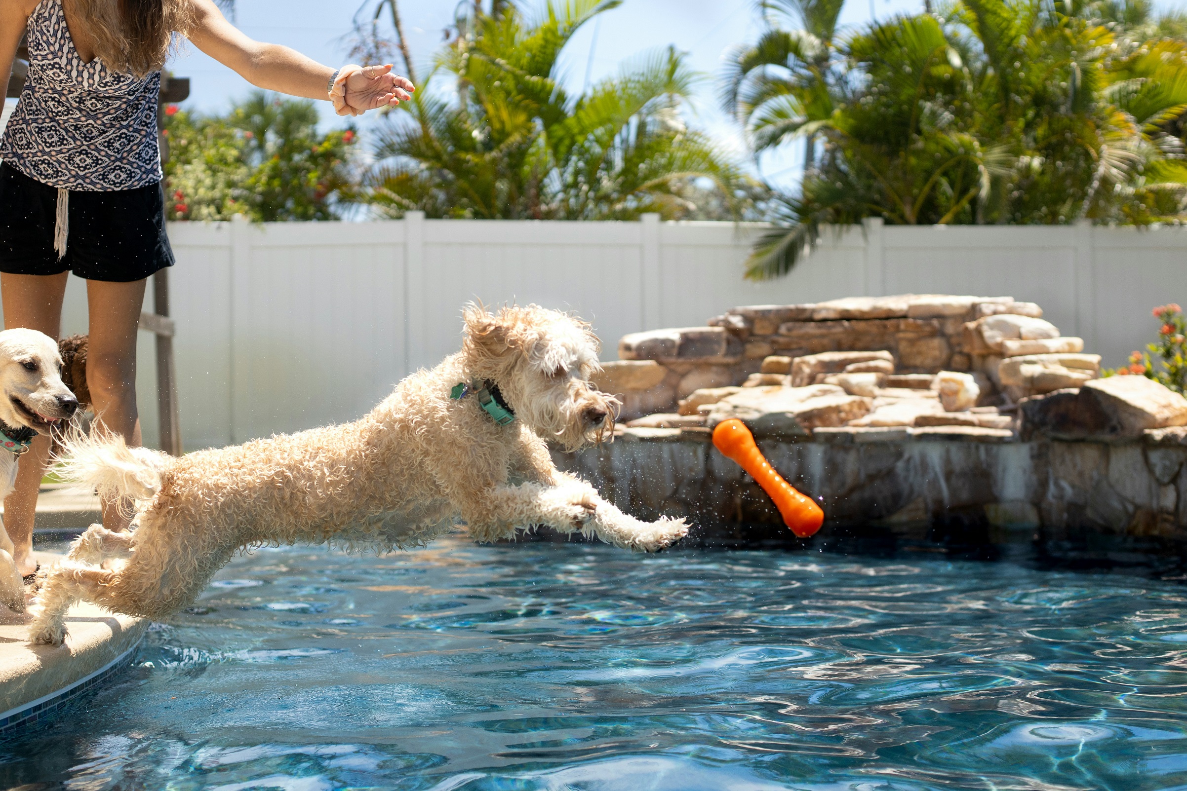 A dog jumping into the pool after his toy. Source: Unsplash