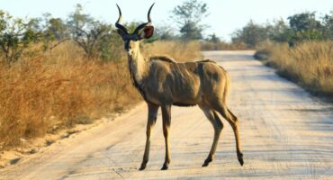 Inland property success, Mbombela estates achieve prices of R5m to R10m