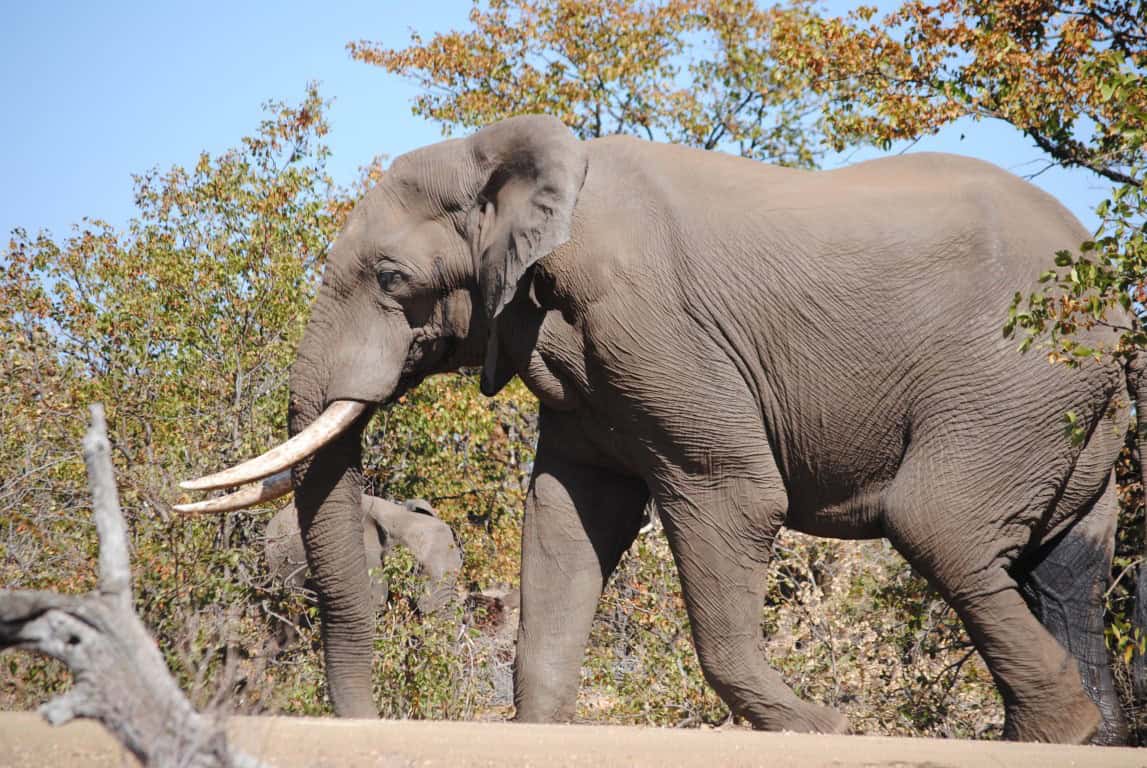 Experience Nature: Enjoy Free Access to Kruger and 20 Other Parks This National Parks Week!