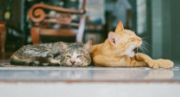 How pet ownership impacts household budgets