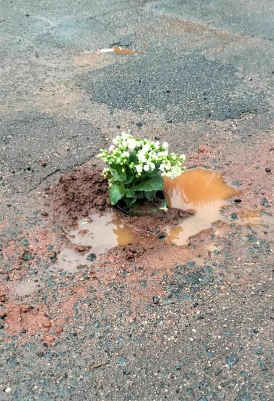 Flower planted in pothole