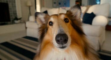 High-end pet features for your home