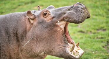 Stock image of hippopotamus with its mouth wide open, teeth visible.