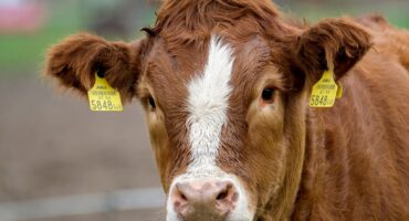 Cow