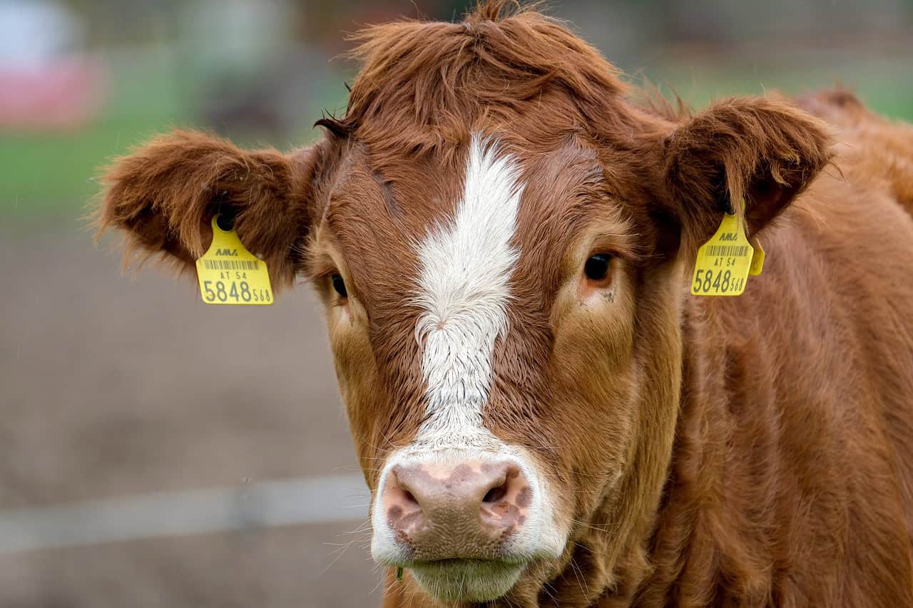 Cow