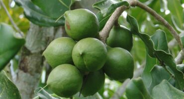 Stock image of green macadamia nuts hanging on a tree.