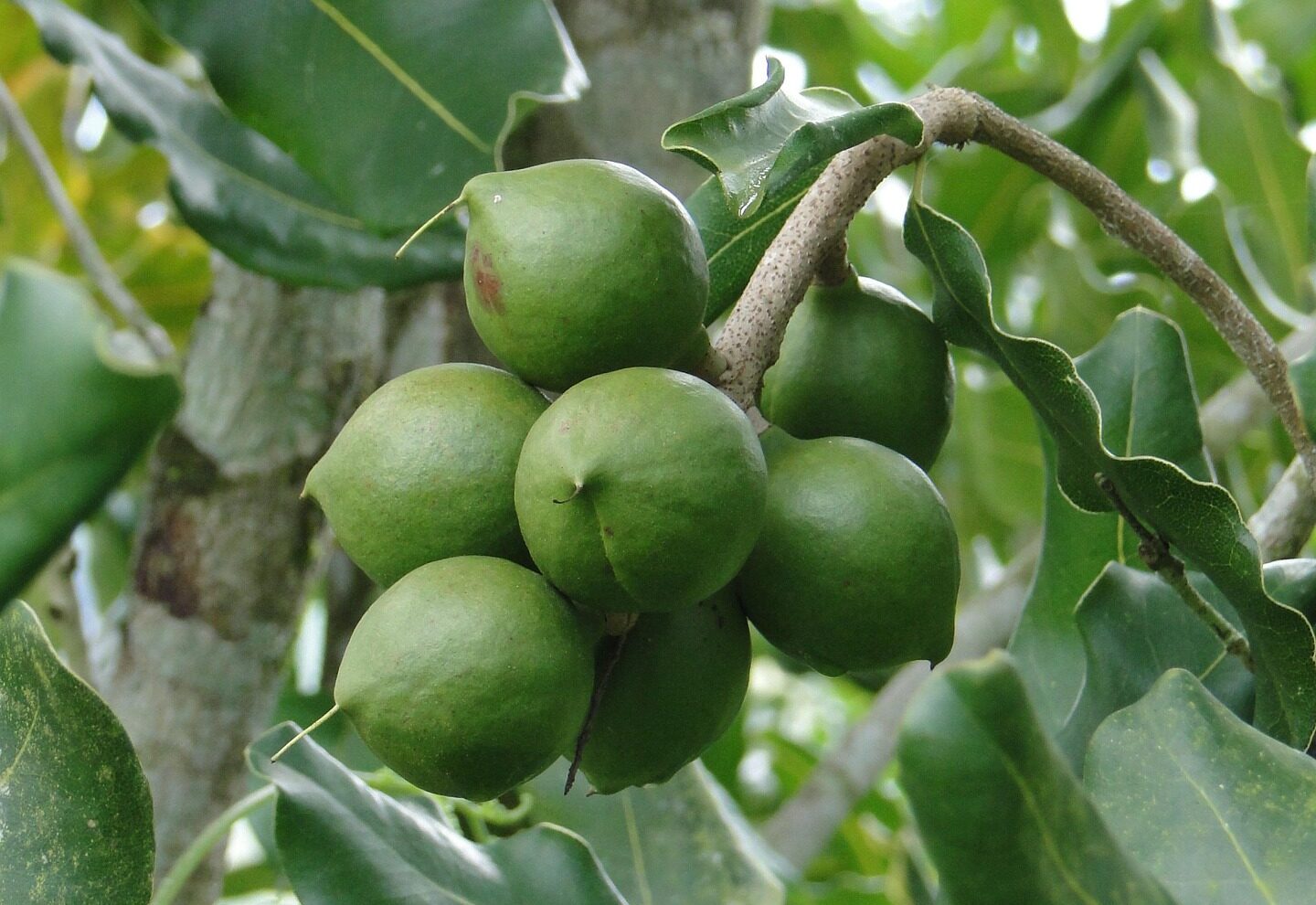 Stock image of green macadamia nuts hanging on a tree.