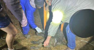 baboon captured in middelburg
