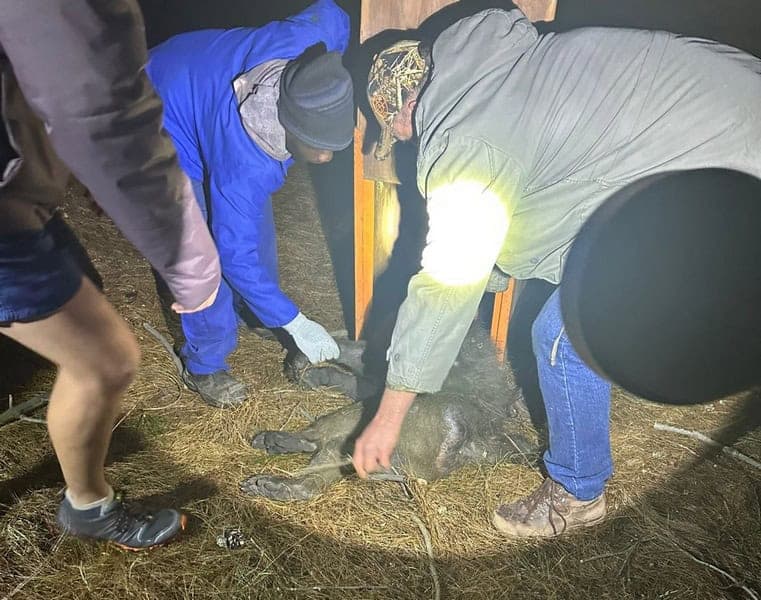 baboon captured in middelburg