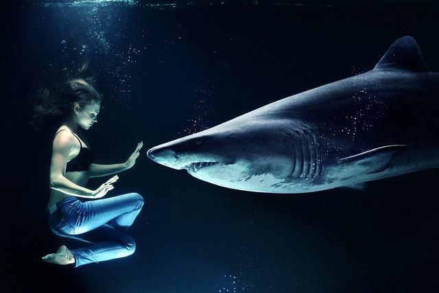 a woman and shark facing each other under water