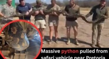 A python was rescued from under a car