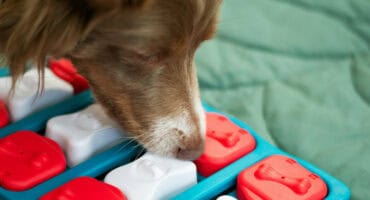 Dog eating from a slow-feeder bowl. Source: Unsplash