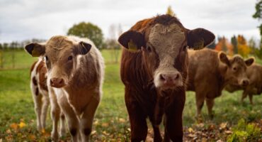 Calves standing in a meadow
