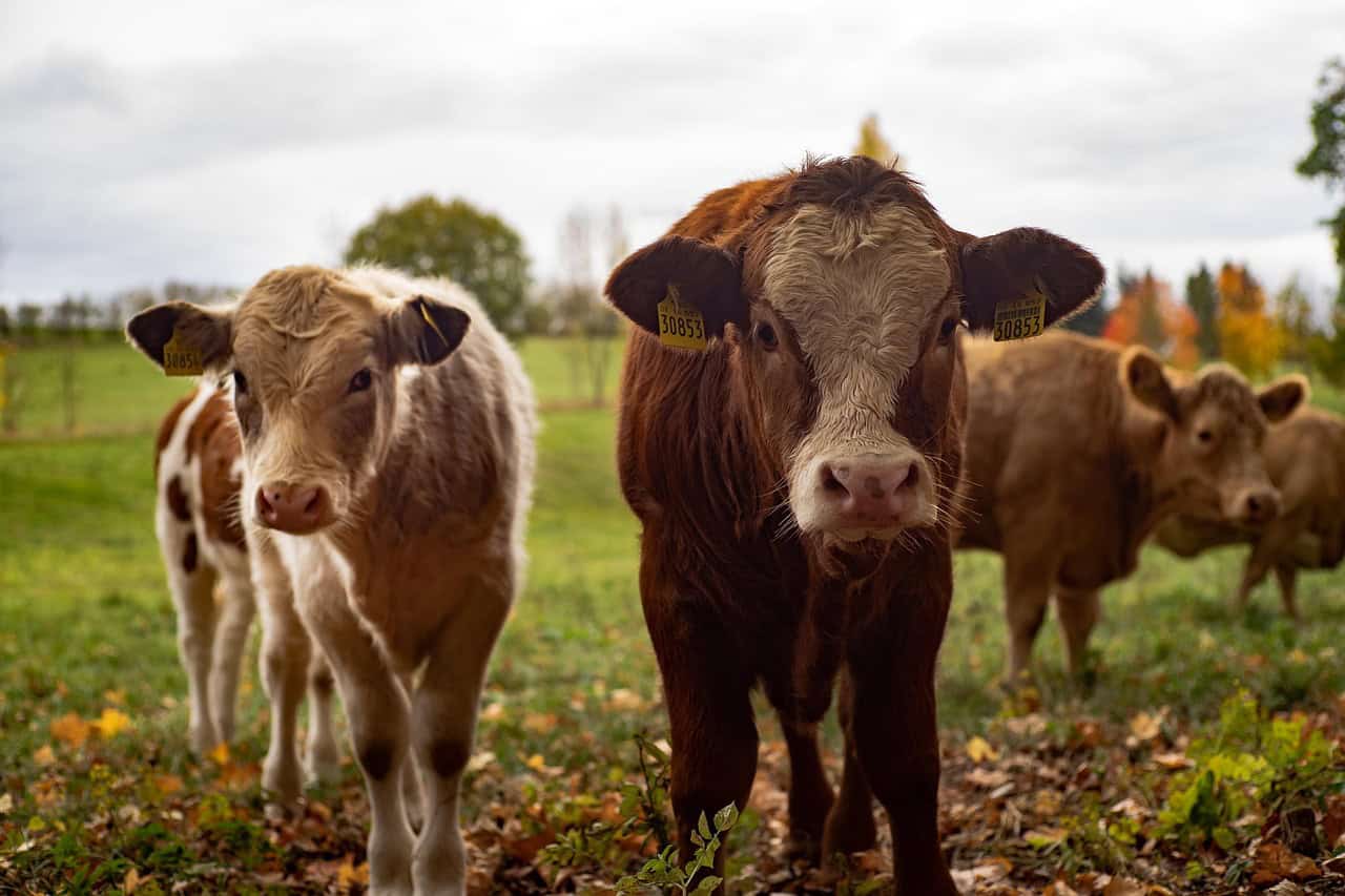 Calves standing in a meadow