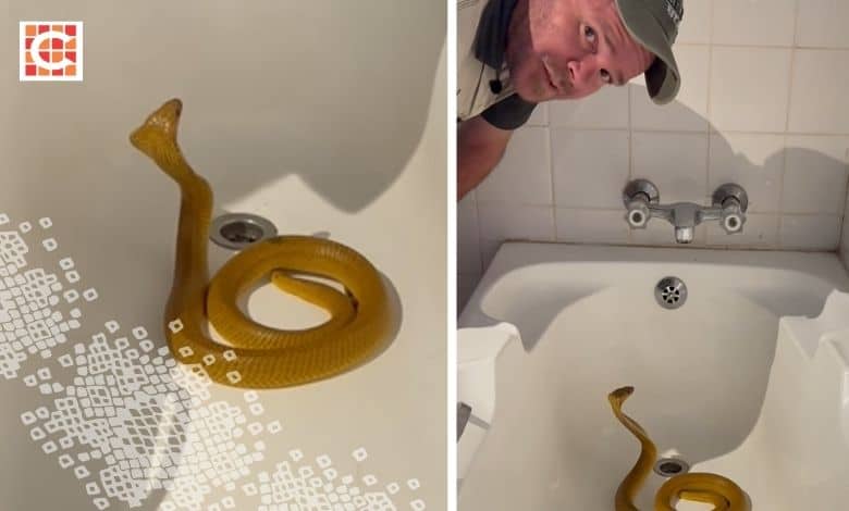 Watch: Expert shares what to do if there's a snake in your house ...