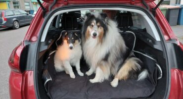 Two dogs sitting in the back of a car looking at the camera through an open boot. Photo: Mart Brouwers/ Unsplash