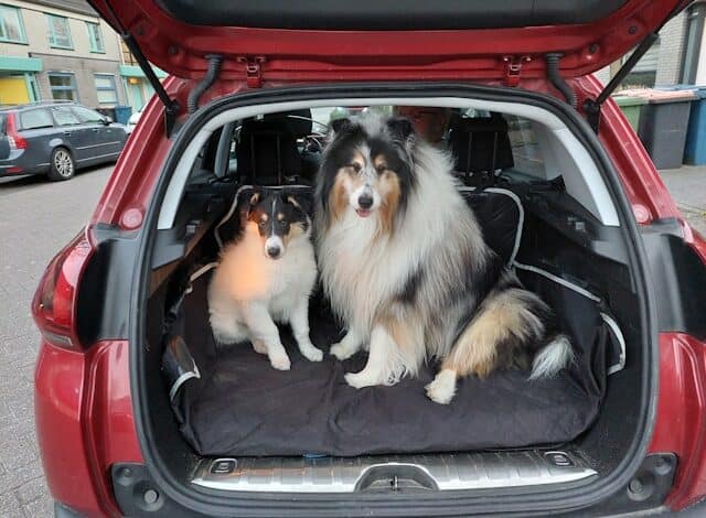 Two dogs sitting in the back of a car looking at the camera through an open boot. Photo: Mart Brouwers/ Unsplash
