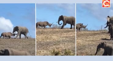 'n Saamgestelde foto van tonele vanuit die video waarin 'n renoster homself verdedig teen 'n klompie olifante by die Botlierskop-privaatwildreservaat naby Mosselbaai.