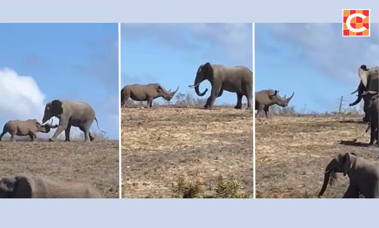 'n Saamgestelde foto van tonele vanuit die video waarin 'n renoster homself verdedig teen 'n klompie olifante by die Botlierskop-privaatwildreservaat naby Mosselbaai.
