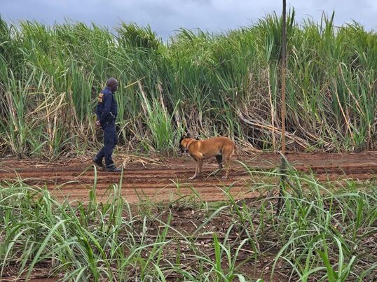 The K9 unit searching the area.