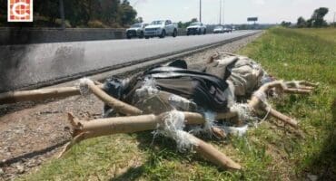 A man’s body, wrapped in plastic bags attached to branches tied together with rope lies on the grass beside Snake Road in Benoni, with cars passing by.