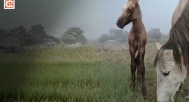 Phoenix was born on Tuesday, October 7, to Kaapsehoop’s wild horse herd. Photo: Supplied/Wild Horse Fund