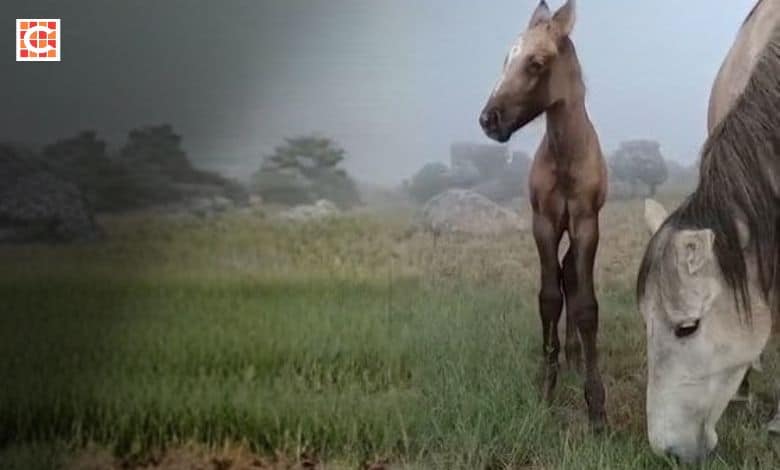 Phoenix was born on Tuesday, October 7, to Kaapsehoop’s wild horse herd. Photo: Supplied/Wild Horse Fund