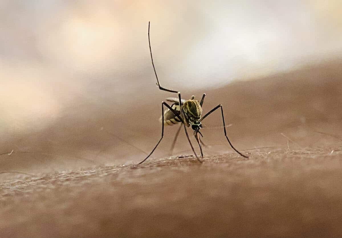 One dead, two hospitalised amid mystery malaria cases in Free State | Network News